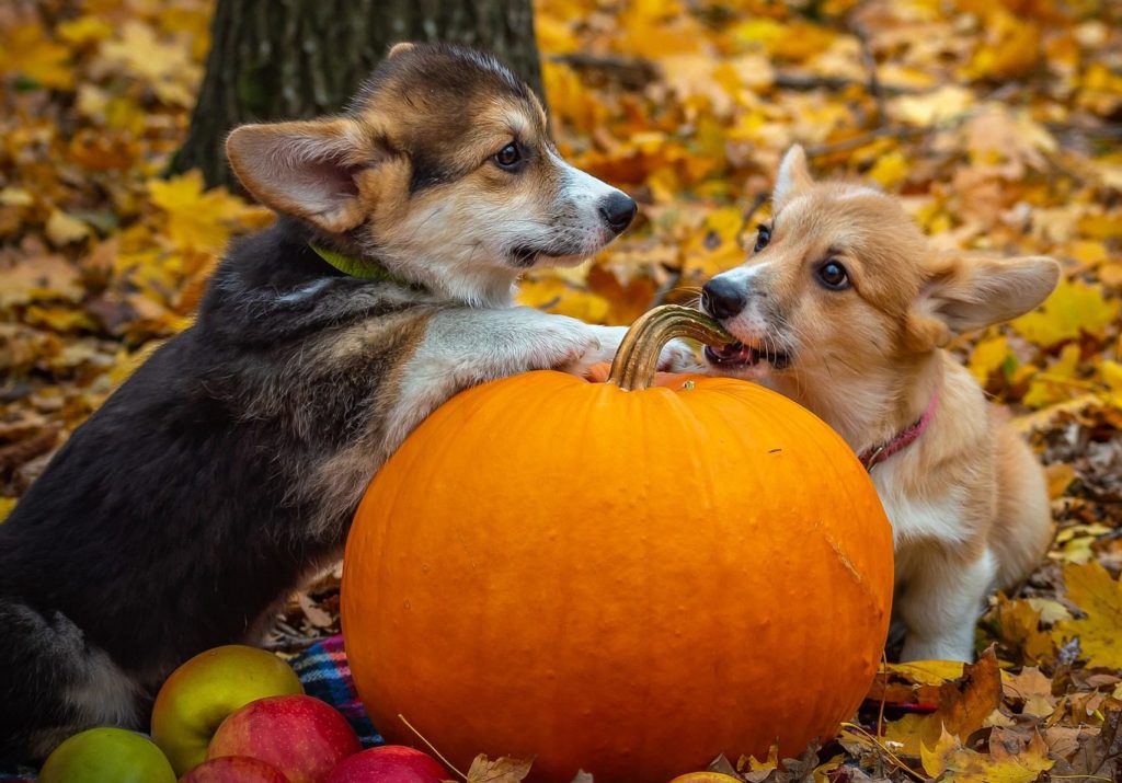 canned pumpkin for worms in dogs