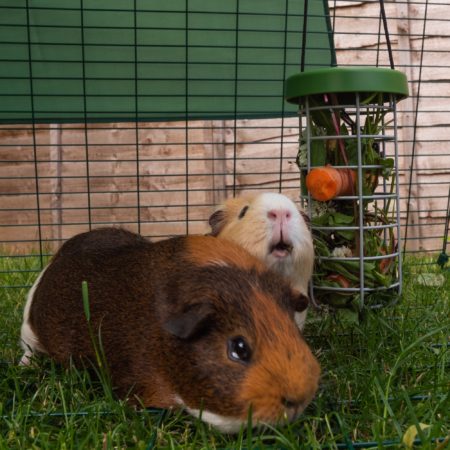 the range guinea pig hutch