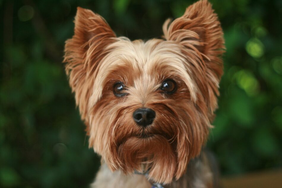 Close up of a Yorkshire terrier dog