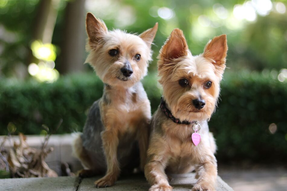 Two Yorkshire terrier dogs