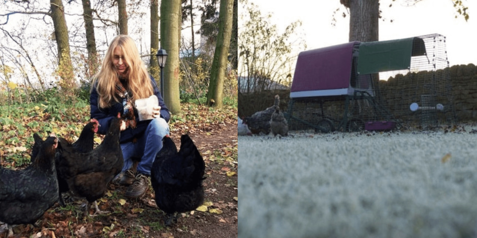 Collage of Eglu Go Up Chicken Coop - collage of healthy hens in winter