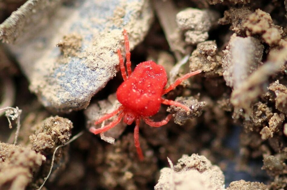 Close up of red mite on the ground