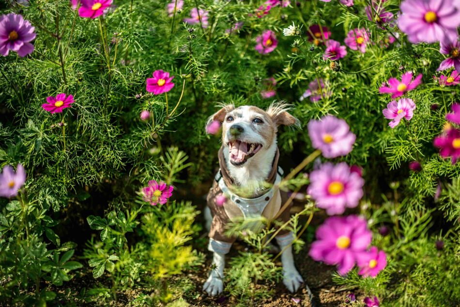 Hund udenfor, omringet af blomster