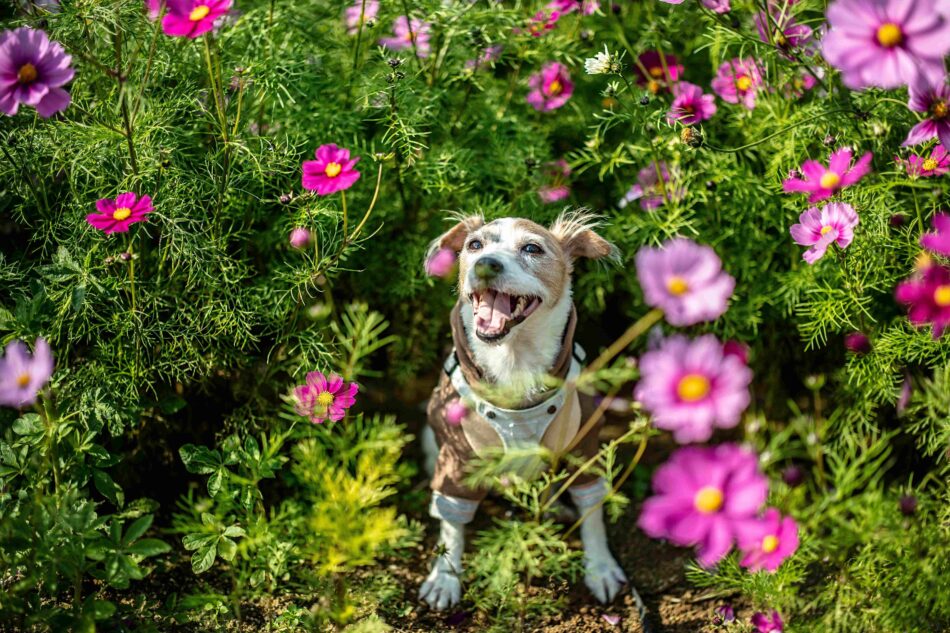 En hund ute omgiven av blommor