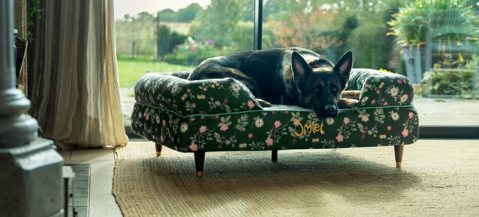 Schæferhund ligger indendørs på Omlet hundeseng med støttekant i Midnight Meadow-print