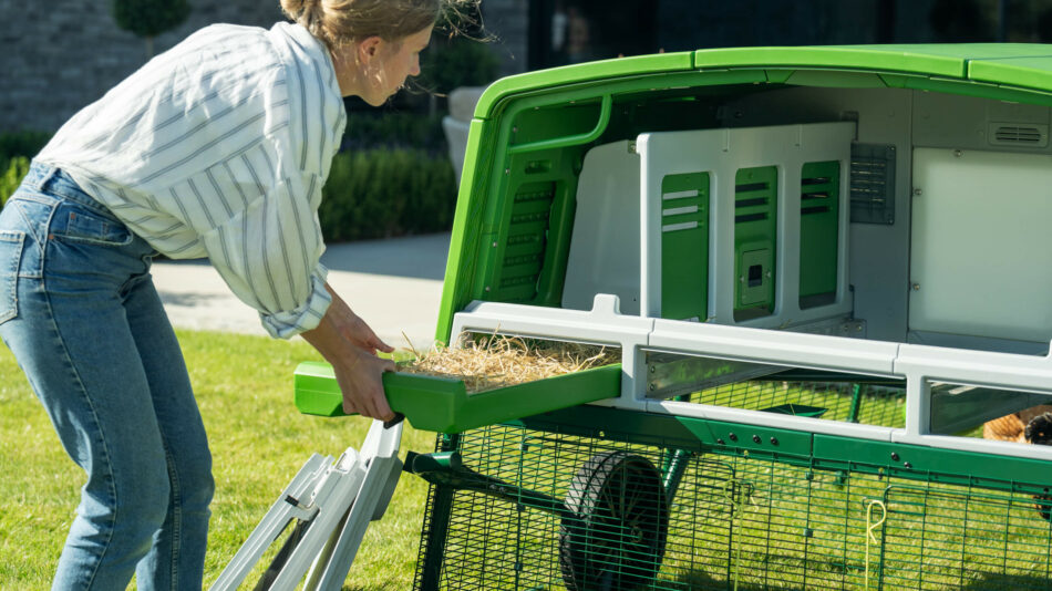 How to prevent and treat red mite - woman pulling out the droppings tray of the Eglu Pro