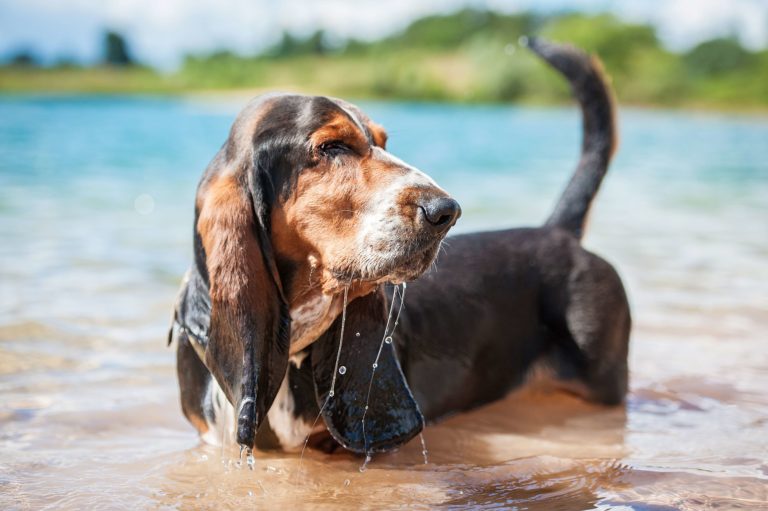 The 11 Most Dog-Friendly Beaches in the U.S.