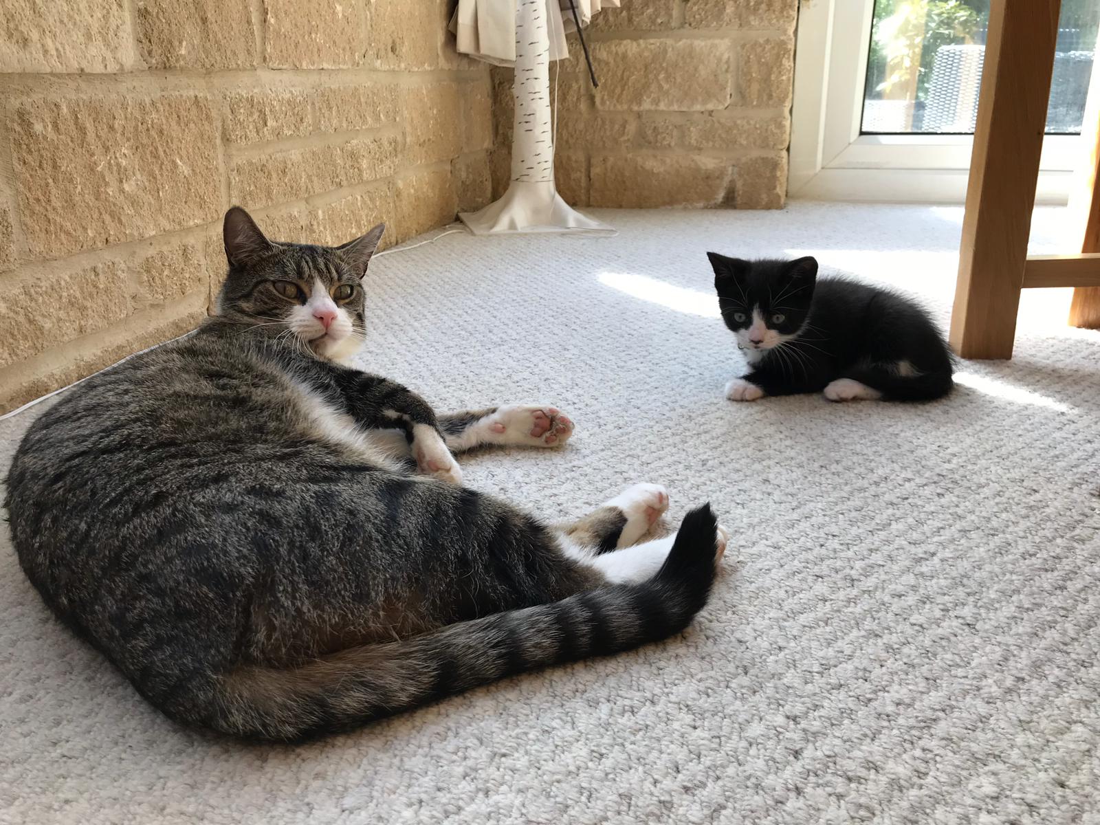 Introducing a new feline friend to your resident cat Omlet Blog US