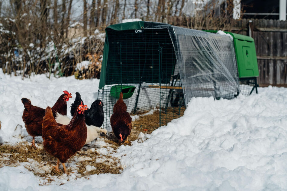 høns ved siden af deres isolerede hønsehus i sneen