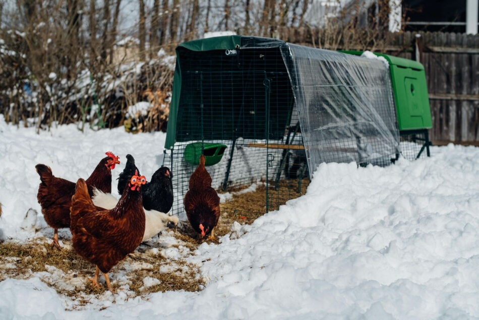 Build Heated Chicken Coop for Winter - Hen House Insulation