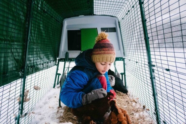 How to Insulate a Chicken Coop Omlet Blog US