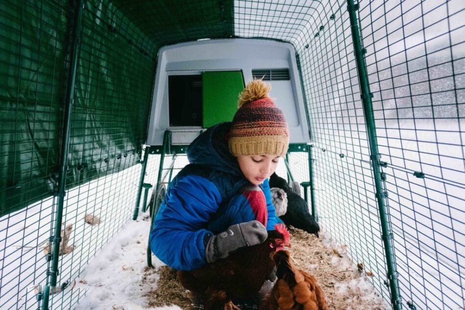 boy sits in snow with his chickens and eglu