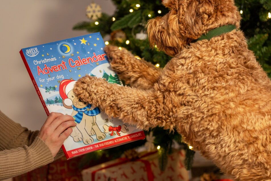 Cockapoo pawing at dog Christmas advent calendar