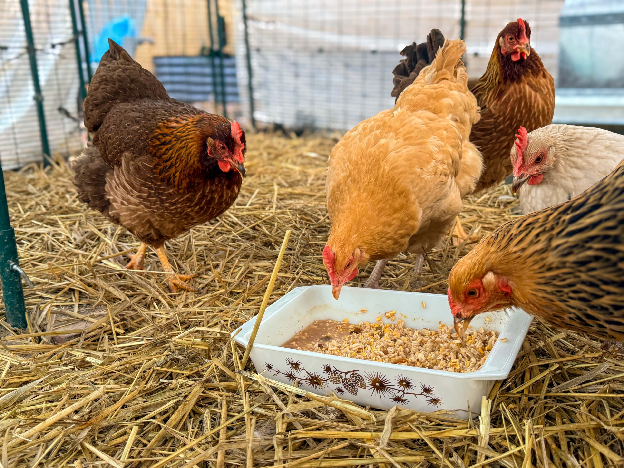 chickens eating breakfast from tray in their run