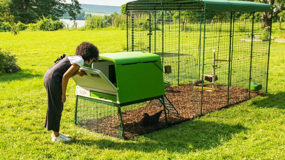 Woman looking into the Eglu Cube Chicken Coop to collect eggs