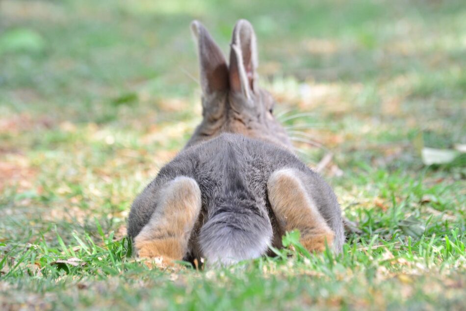 A rabbit laying down on its front