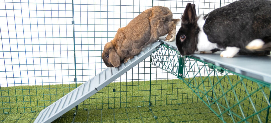 Rabbits hopping down the Omlet Zippi Rabbit Run Platforms