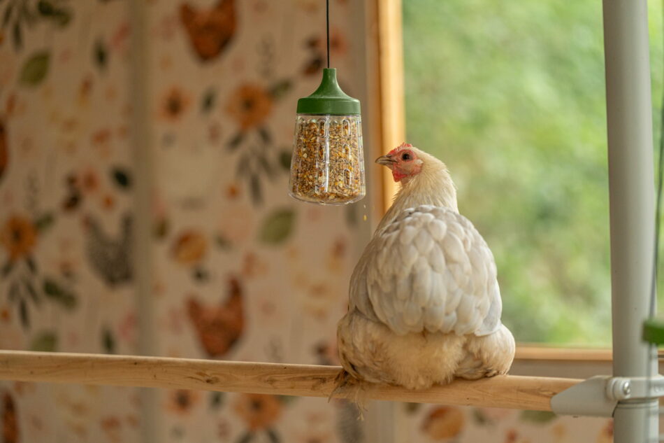 chicken on perch pecking at peck toy