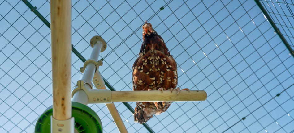 chicken perching on omlet poletree chicken perch