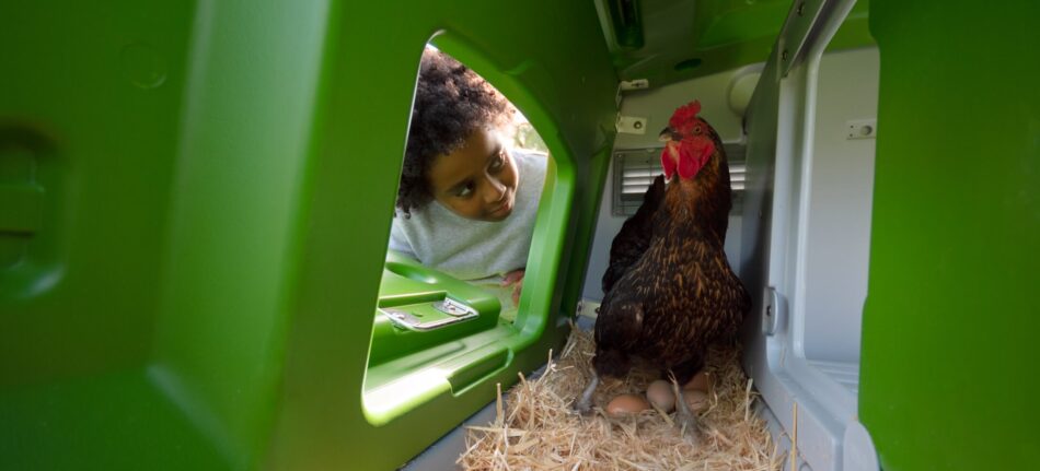 Jongen kijkt naar hen die een ei legt in een Omlet Eglu Cube kippenhok