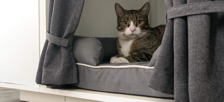 Gatto che riposa nella lussuosa cuccia-mobile Maya Nook con guardaroba