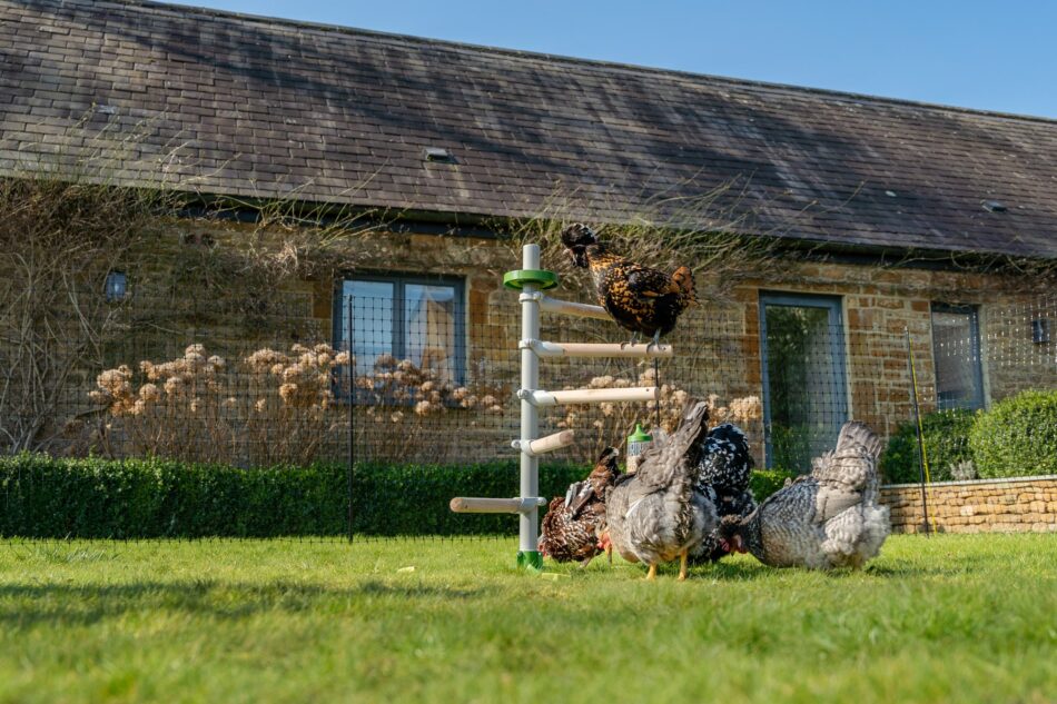 Poules dans un jardin qui utilisent le perchoir pour poules sur pied d’Omlet