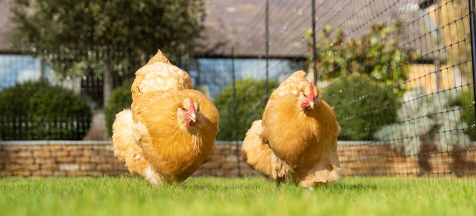 Des poules qui se promènent dans une cour avec les filets à poules d’Omlet