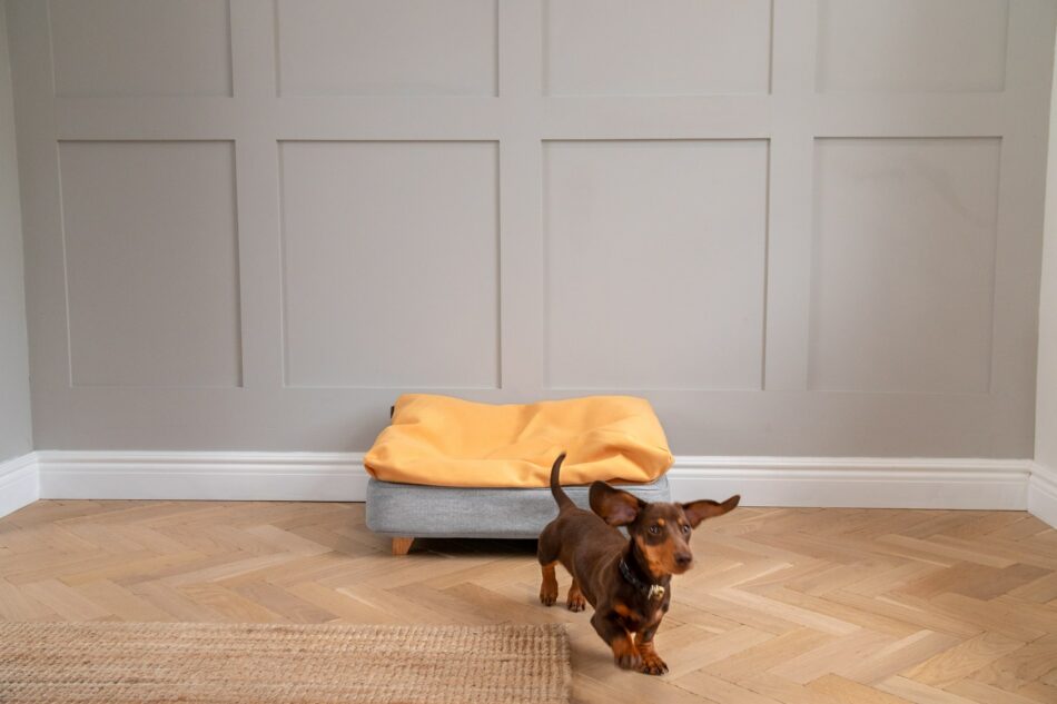 Dachshund running off Omlet Topology Dog Bed with Beanbag topper