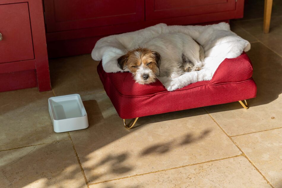Dog asleep on Omlet Sheepskin Blanket next to Omlet Dog Food Bowl