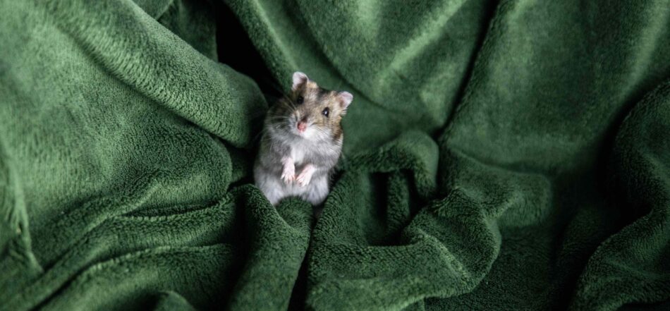 Hamster stood up on green sheet