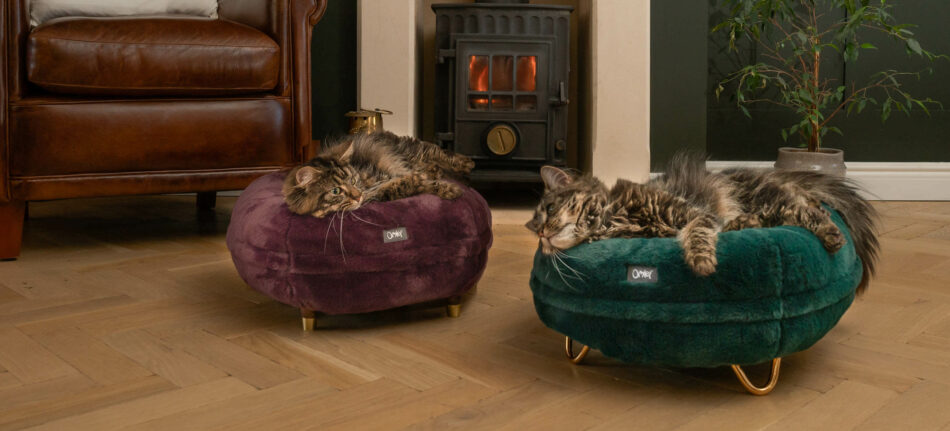 Two cats lying on Omlet's Maya Donut Cat Beds from the Cozy Collection