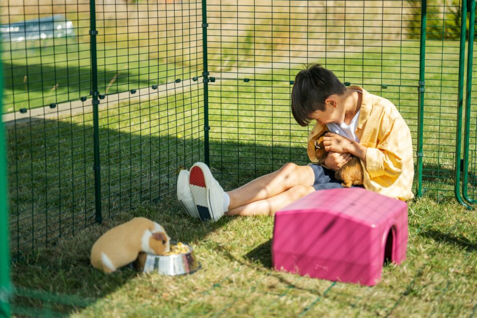 Boy in Omlet guinea pig run with Zippi Shelter with two guinea pigs