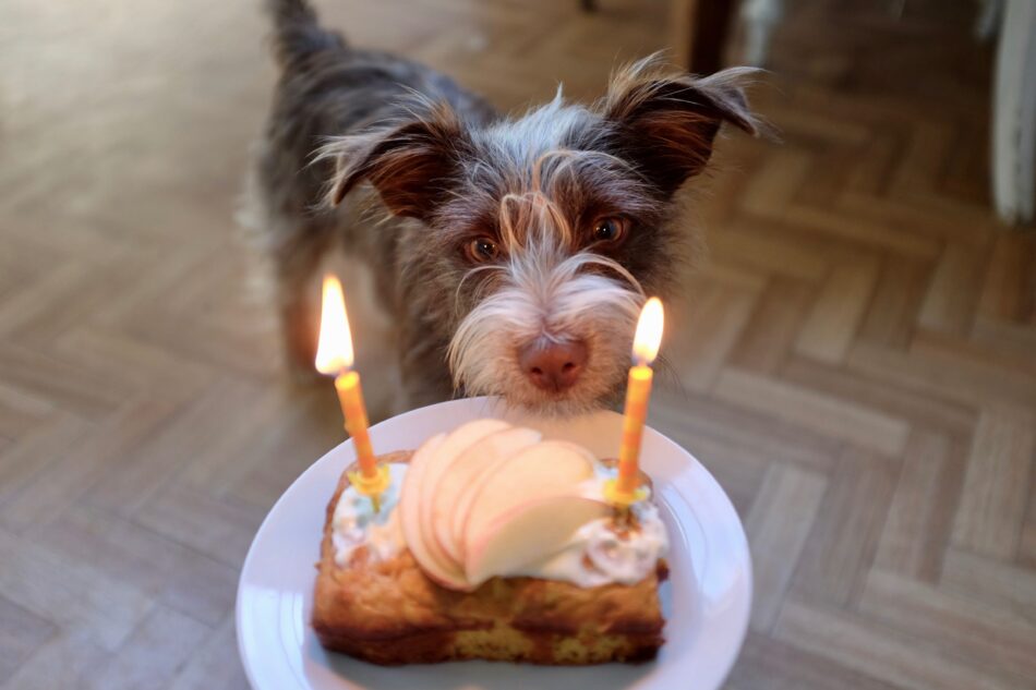 Brown dog looking at birthday cake at dog birthday party