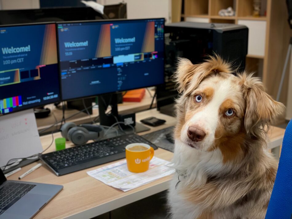 Dog in an office sat in a chair