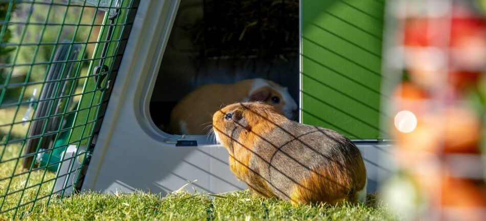 Guinea pig entering Omlet Eglu Go hutch