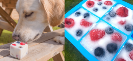 Labrador eating fruity frozen yogurt treat for dogs 2