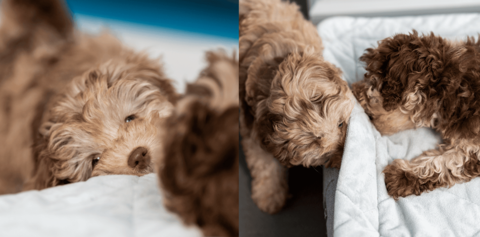 Puppies chewing on Quilted Topper on Omlet's Puppy Bed