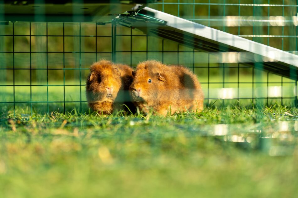 Two guinea pigs in Omlet Zippi guinea pig playpen
