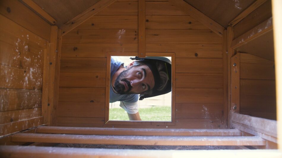 Homme qui regarde l’intérieur d’un poulailler en bois