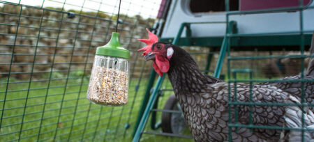 Chicken in Omlet Eglu Chicken Coop pecking at Omlet Pendant Peck Toy