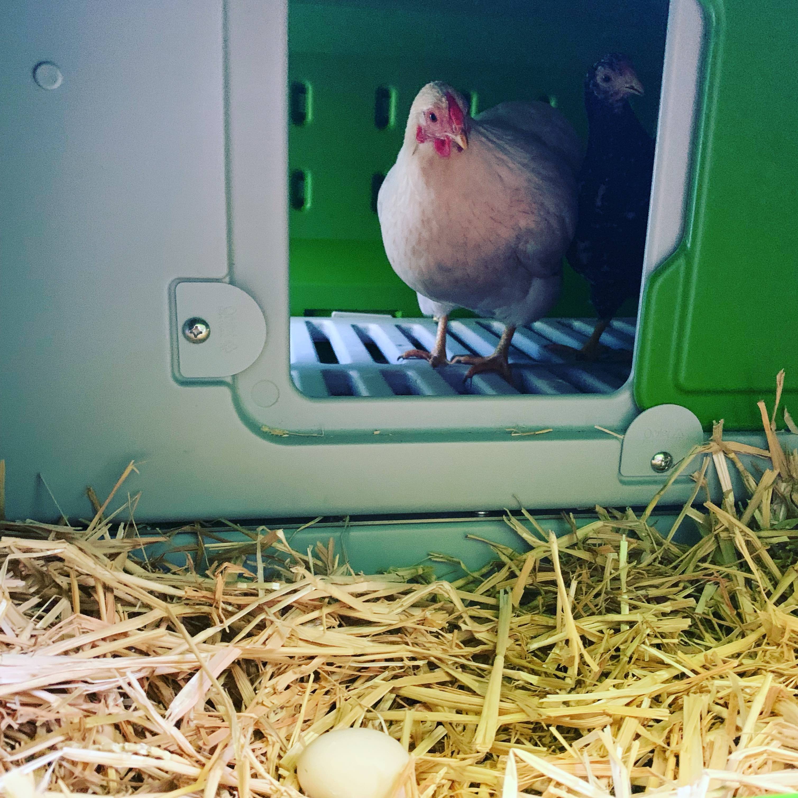 Why Chickens Hide Their Eggs and How to Stop Them Doing It