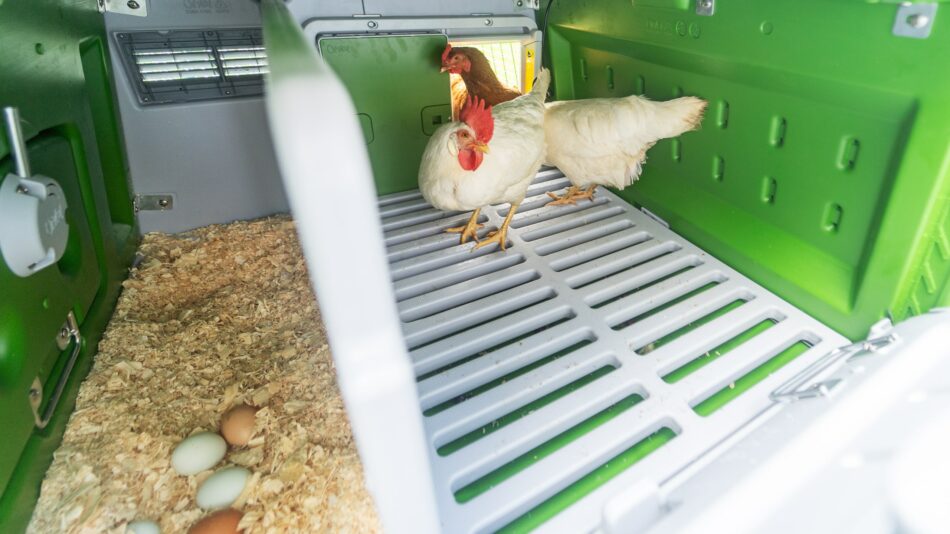 Hens and their eggs in the Omlet Eglu Cube Chicken Coop