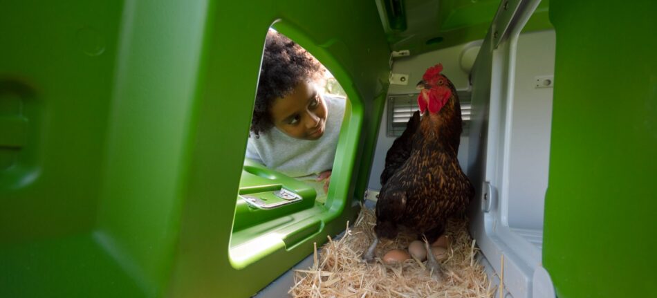 How to choose the right chickens for you - boy collecting eggs from Eglu Cube