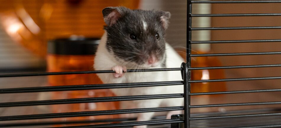 Hamster with paw up against Omlet Qute Hamster Cage