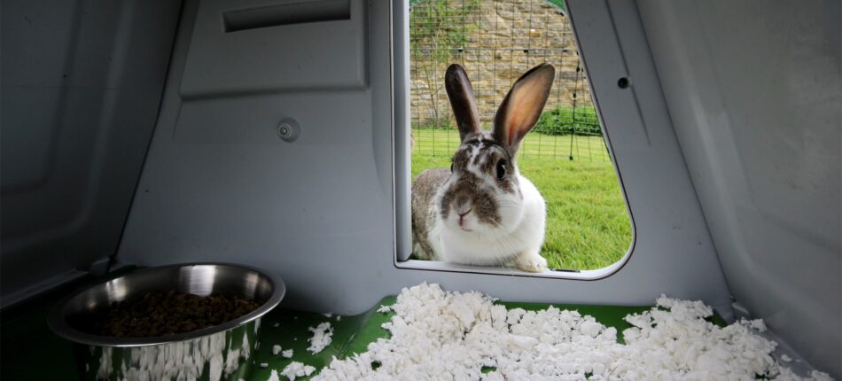 Rabbit peeking into Omlet Eglu Go Rabbit Hutch