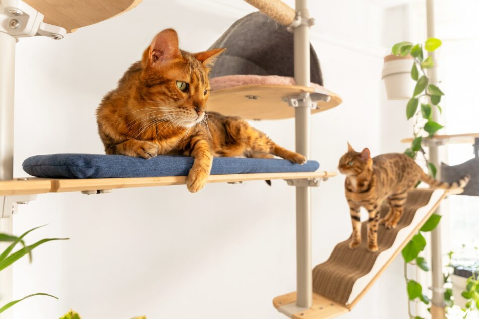 Twee katten communiceren in hun Omlet Indoor Freestyle klimboom