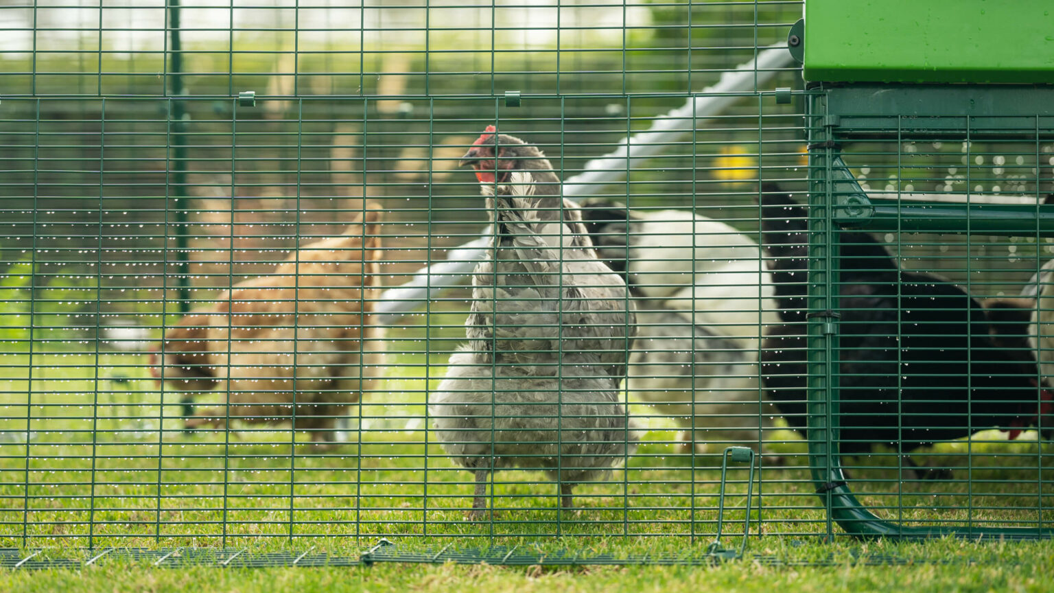 How to keep rats away from your chicken coop Omlet Blog US