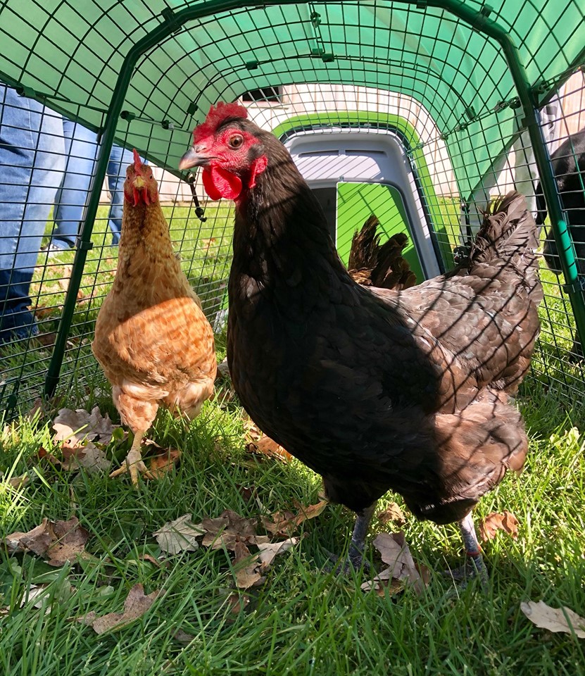 The accidental discovery of chickens as support animals Omlet Blog US