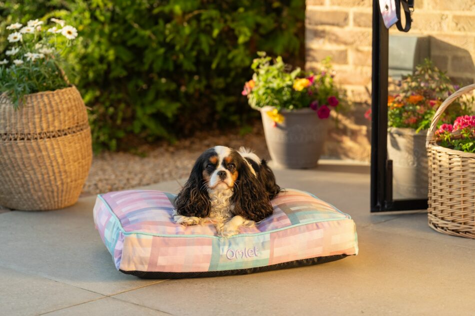 Spaniel outside on their Omlet Cushion dog bed in Prism Kaleidoscope