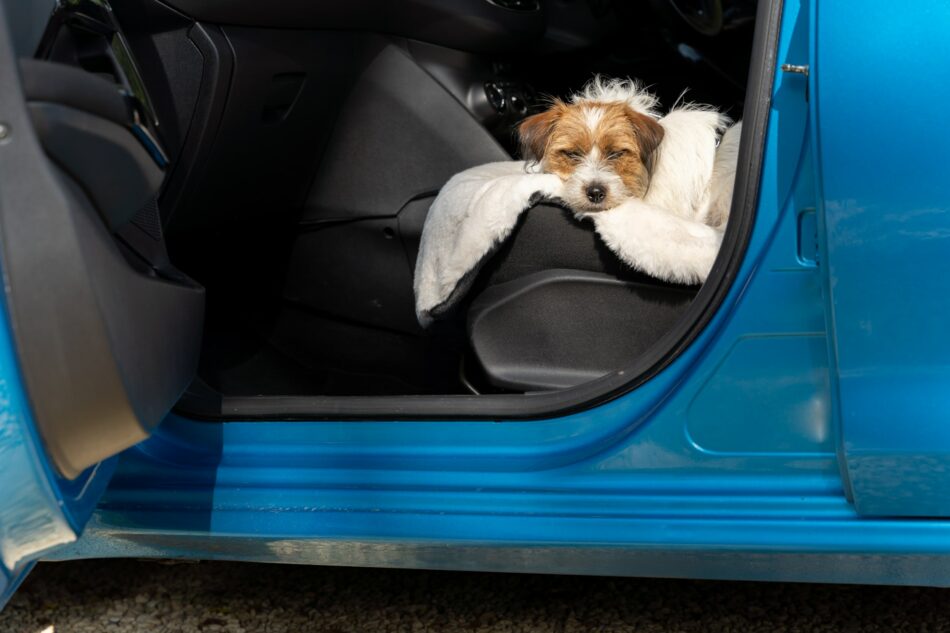 En terrier hund åker bil och vilar på Omlets lyxiga hundfilt i fårskinn